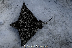 Eagle ray by Arnaud Fabregues 